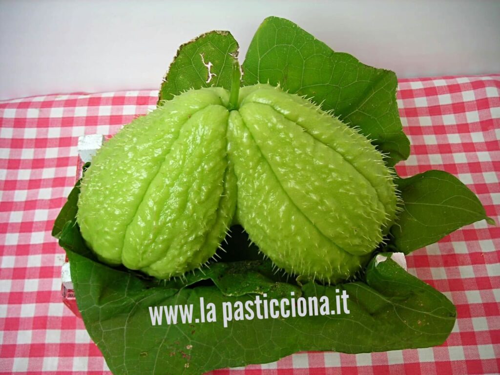 Zucchina centenaria (Chayote)